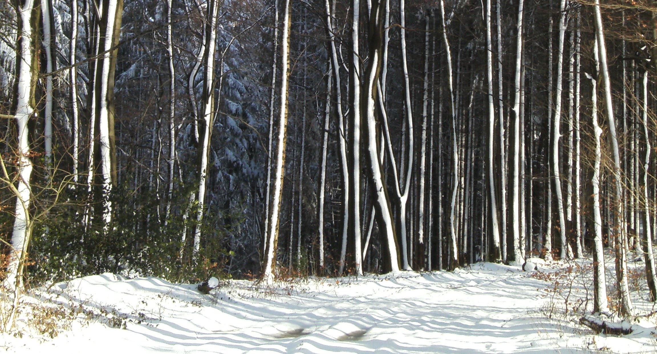 Baumreihe mir Schnee (002) nc