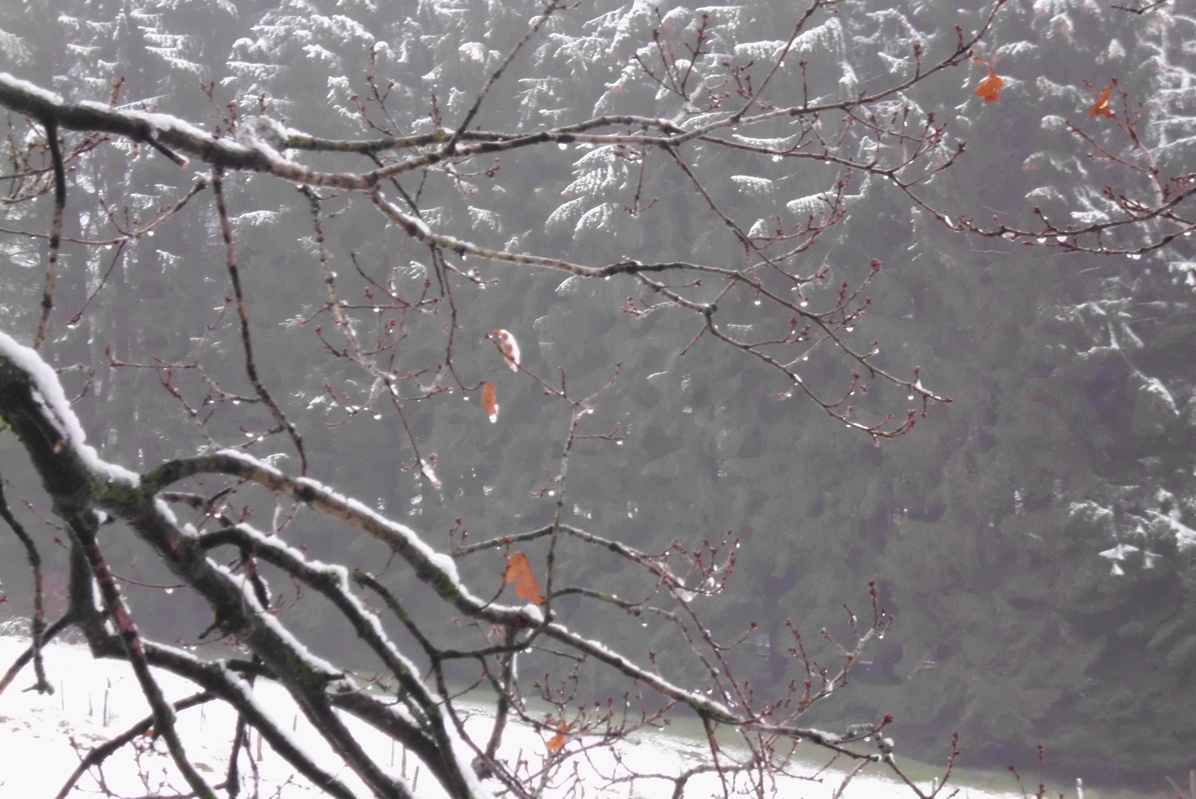 Schnee und Kristalle im Baum 2 nc