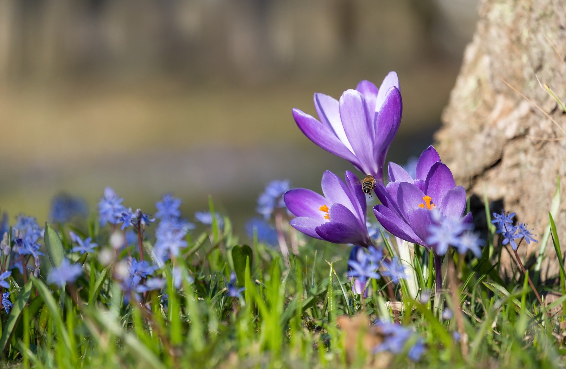 crocus-4890813_1920 (c) Bild von <a href=https://pixabay.com/de/users/couleur-1195798/?utm_source=link-attribution&utm_medium=referral&utm_campaign=image&utm_content=4890813>Couleur</a> auf <a href=https://pixabay.com/de/?utm_source=link-attribution&utm_medium=referral&utm_campaign=image&utm_content=4890813>Pixabay</a>